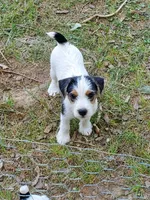ON HOLD - Streaker, Teal collar Female 1, a female Jack Russell Terrier for sale in Yellville, AR – 1 of 9