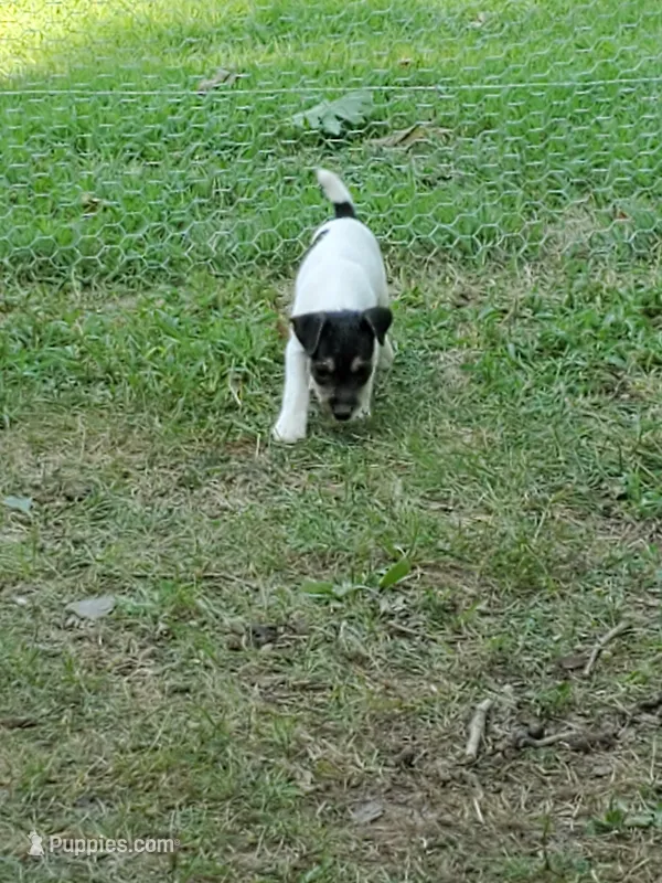 Peewee Kelly Green collar Male 2 – Jack Russell Terrier puppy for sale in Yellville, AR