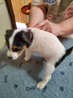 Praline, watermelon collar, Female 3, a female Jack Russell Terrier for sale in Yellville, AR – 2 of 5