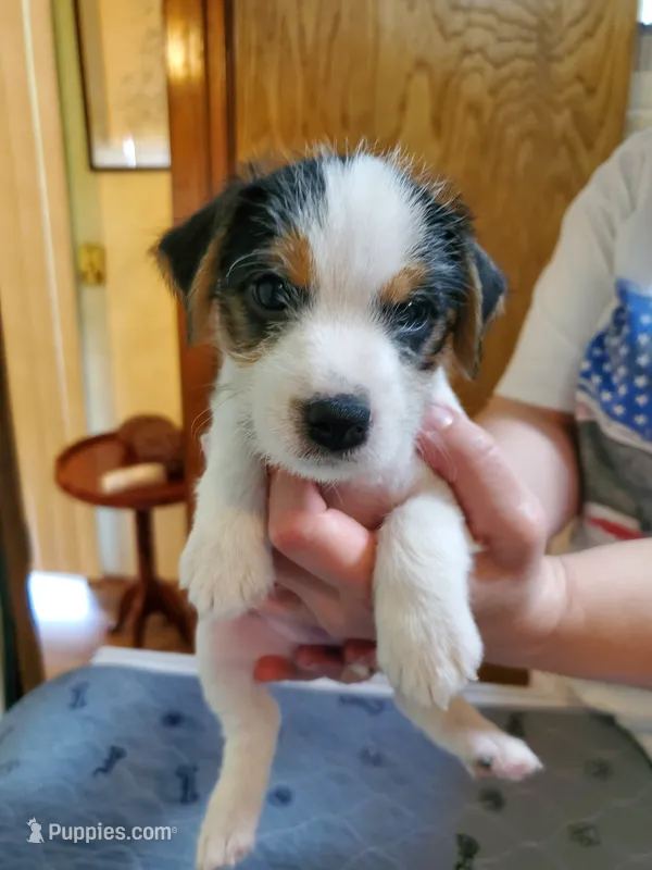 Streaker, Teal collar Female 1 – Jack Russell Terrier puppy for sale in Yellville, AR