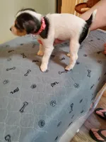 Praline, watermelon collar, Female 3, a female Jack Russell Terrier for sale in Yellville, AR – 5 of 5