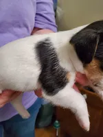 Streaker, Teal collar Female 1, a female Jack Russell Terrier for sale in Yellville, AR – 3 of 4