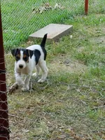 Rip Lime Green collar Male 4, a male Jack Russell Terrier for sale in Yellville, AR – 1 of 10