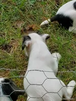 Pigwidgeon, Yellow collar, Male 1, a male Jack Russell Terrier for sale in Yellville, AR – 4 of 6