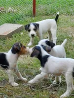 ON HOLD - Streaker, Teal collar Female 1, a female Jack Russell Terrier for sale in Yellville, AR – 8 of 9