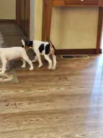 Rip Lime Green collar Male 4, a male Jack Russell Terrier for sale in Yellville, AR – 10 of 10