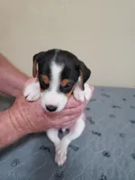 Rip Lime Green collar Male 4, a male Jack Russell Terrier for sale in Yellville, AR – 4 of 4