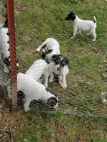 SOLD - Cashew royal blue collar Male 3, a male Jack Russell Terrier for sale in Yellville, AR – 2 of 5