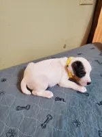 Pigpen, Yellow collar, Male 1, a male Jack Russell Terrier for sale in Yellville, AR – 2 of 3