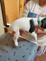 Streaker, Teal collar Female 1, a female Jack Russell Terrier for sale in Yellville, AR – 2 of 4