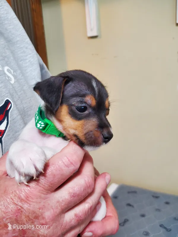 Peewee Kelly Green collar Male 2 – Jack Russell Terrier puppy for sale in Yellville, AR