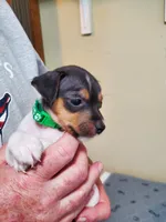 Peewee Kelly Green collar Male 2, a male Jack Russell Terrier for sale in Yellville, AR – 1 of 4