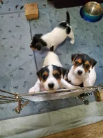 Praline, watermelon collar, Female 3, a female Jack Russell Terrier for sale in Yellville, AR – 3 of 5