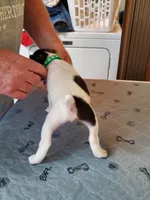 Peewee Kelly Green collar Male 2, a male Jack Russell Terrier for sale in Yellville, AR – 4 of 4