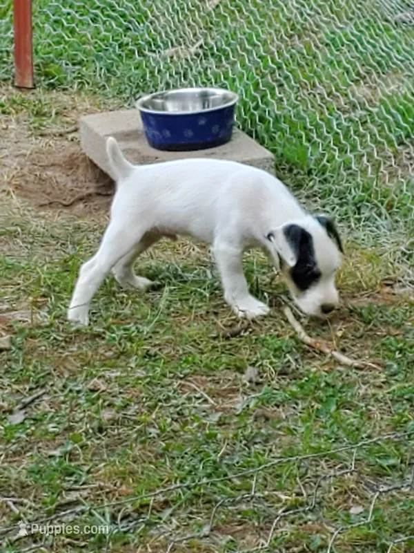 Pigwidgeon, Yellow collar, Male 1 – Jack Russell Terrier puppy for sale in Yellville, AR