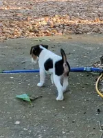 Rip Lime Green collar Male 4, a male Jack Russell Terrier for sale in Yellville, AR – 6 of 10