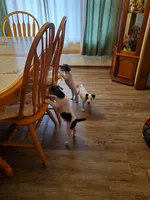 NITRO Kelly Green collar Male 2, a male Jack Russell Terrier for sale in Yellville, AR – 5 of 9
