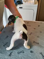 Peewee Kelly Green collar Male 2, a male Jack Russell Terrier for sale in Yellville, AR – 3 of 4