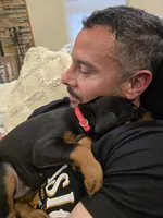 Red , a female Doberman Pinscher for sale in Clovis, NM – Photo 2 of 2