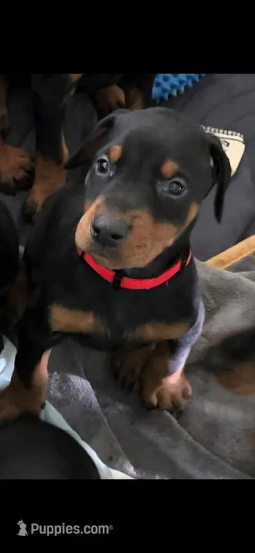 Red  – Doberman Pinscher puppy for sale in Clovis, NM