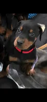 Red , a female Doberman Pinscher for sale in Clovis, NM – Photo 1 of 2