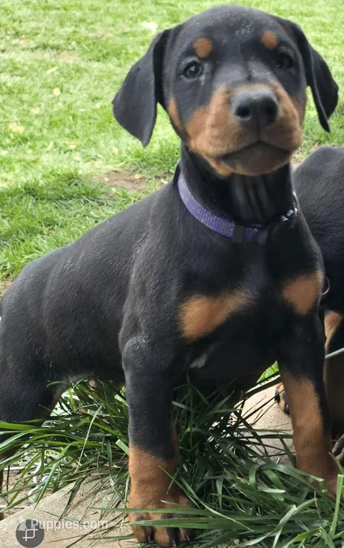 Purple – Doberman Pinscher puppy for sale in Clovis, NM