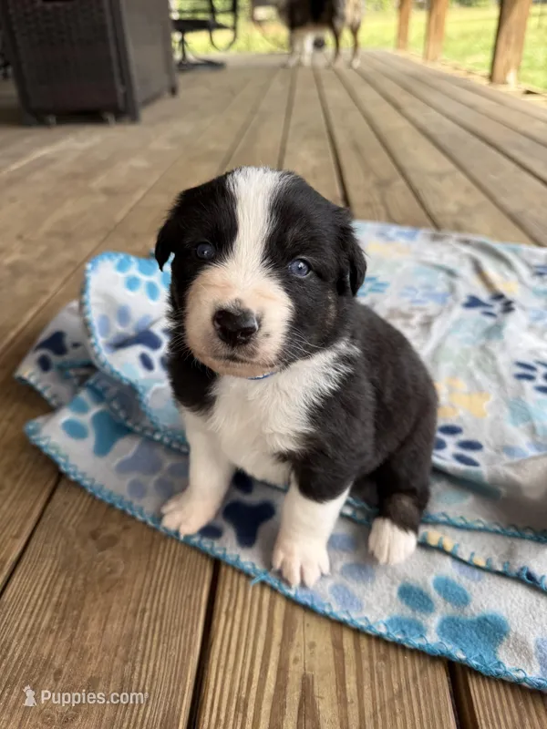 Dark Blue Collar  – Australian Shepherd puppy for sale in Live Oak, FL