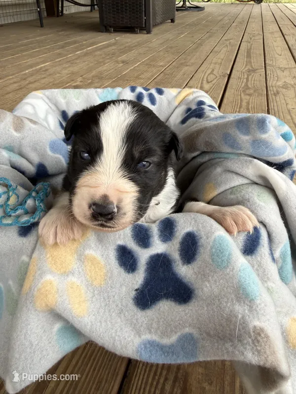 Dark Blue Collar  – Australian Shepherd puppy for sale in Live Oak, FL