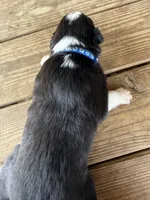 Dark Blue Collar , a male Australian Shepherd for sale in Live Oak, FL – Photo 2 of 2
