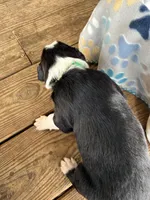 Green Collar , a male Australian Shepherd for sale in Live Oak, FL – Photo 3 of 3