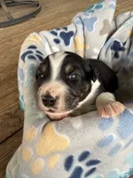 Green Collar , a male Australian Shepherd for sale in Live Oak, FL – Photo 2 of 3