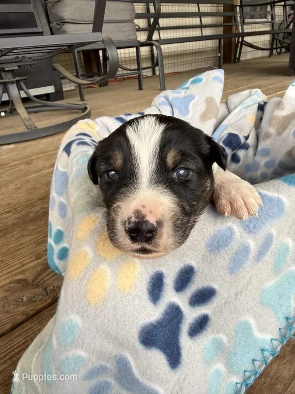 Green Collar  – Australian Shepherd puppy for sale in Live Oak, FL