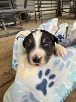 Green Collar , a male Australian Shepherd for sale in Live Oak, FL – Photo 1 of 3