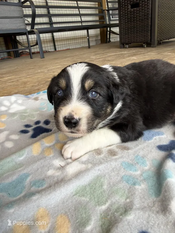 Green Collar  – Australian Shepherd puppy for sale in Live Oak, FL