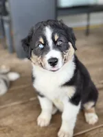 Green Collar , a male Australian Shepherd for sale in Live Oak, FL – 1 of 8