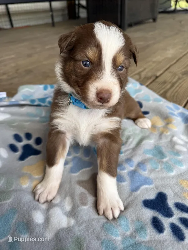 Light Blue Collar  – Australian Shepherd puppy for sale in Live Oak, FL
