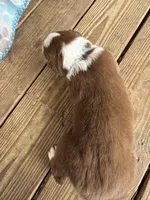 Light Blue Collar , a female Australian Shepherd for sale in Live Oak, FL – Photo 2 of 3