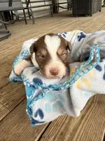 Light Blue Collar , a female Australian Shepherd for sale in Live Oak, FL – Photo 3 of 3