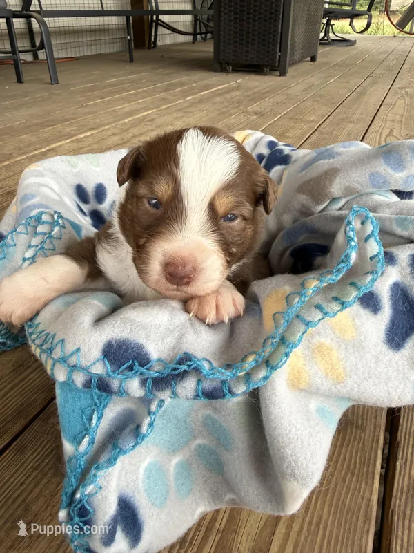 Light Blue Collar  – Australian Shepherd puppy for sale in Live Oak, FL