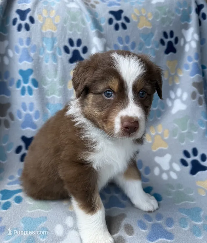 Light Blue Collar  – Australian Shepherd puppy for sale in Live Oak, FL