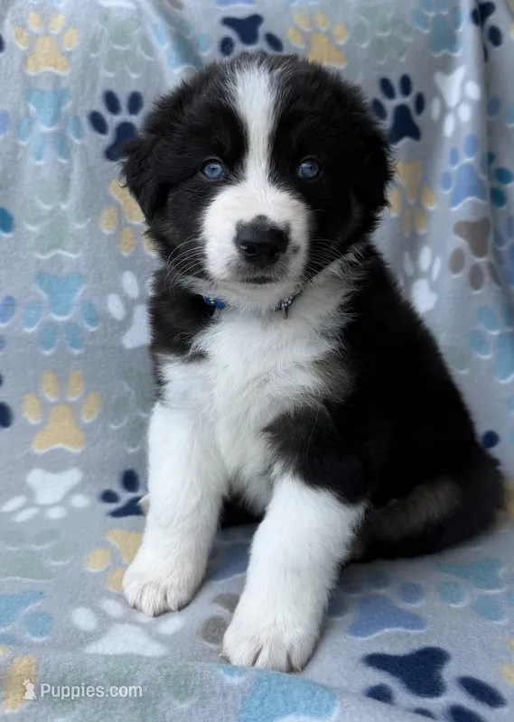 Dark Blue Collar  – Australian Shepherd puppy for sale in Live Oak, FL
