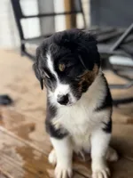 Green Collar , a male Australian Shepherd for sale in Live Oak, FL – 8 of 8