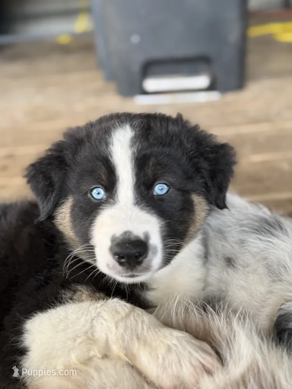 Dark Blue Collar  – Australian Shepherd puppy for sale in Live Oak, FL