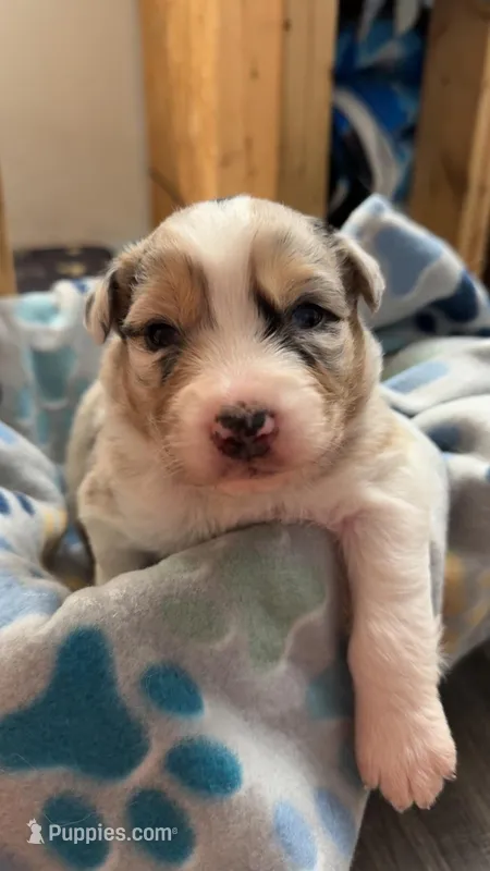 Black Collar  – Australian Shepherd puppy for sale in Live Oak, FL