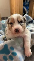 Black Collar , a male Australian Shepherd for sale in Live Oak, FL – Photo 1 of 3