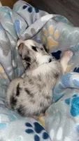 Black Collar , a male Australian Shepherd for sale in Live Oak, FL – Photo 3 of 3