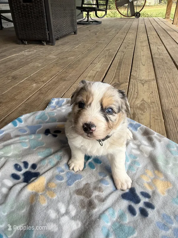 Black Collar  – Australian Shepherd puppy for sale in Live Oak, FL