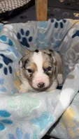 Black Collar , a male Australian Shepherd for sale in Live Oak, FL – Photo 2 of 3