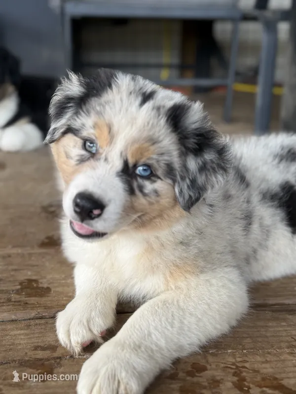 Black Collar  – Australian Shepherd puppy for sale in Live Oak, FL