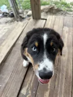 Blaze , a male Australian Shepherd for sale in Live Oak, FL – 10 of 10